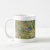 Mug Blue Jay sur Southern Wax Myrtle (Gauche)
