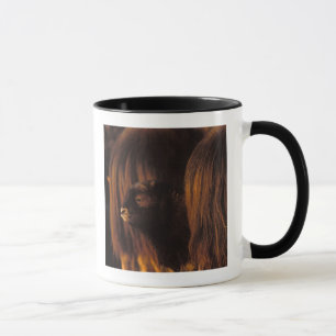 Mug bœuf musqué, Ovibos moschatus, nouveau-né