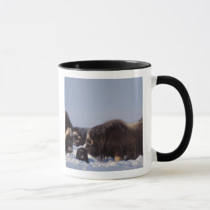 Mug bœuf musqué, Ovibos moschatus, taureau et vache