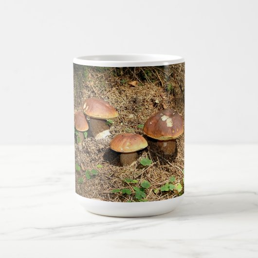 Mug boletus (Centre)