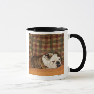 Mug bouledogue se trouvant sur un sofa
