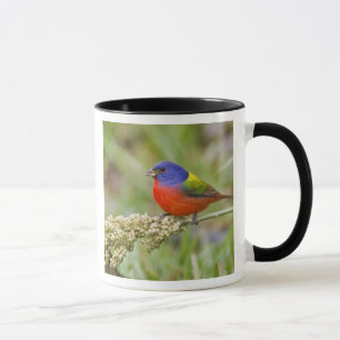 Mug Bruant à tête noire (Passerina ciris) mâle en trai