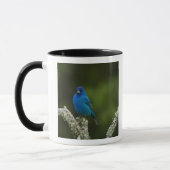 Mug Bruant indigo, Passerina cyanea, Côtiers (Gauche)
