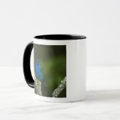 Mug Bruant indigo, Passerina cyanea, Côtiers (Devant gauche)