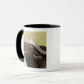 Mug Buffle d'Afrique, Syncerus caffer (Devant gauche)