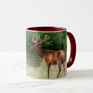 Mug Bull Elk dans la chaîne nationale de bisons, Monta