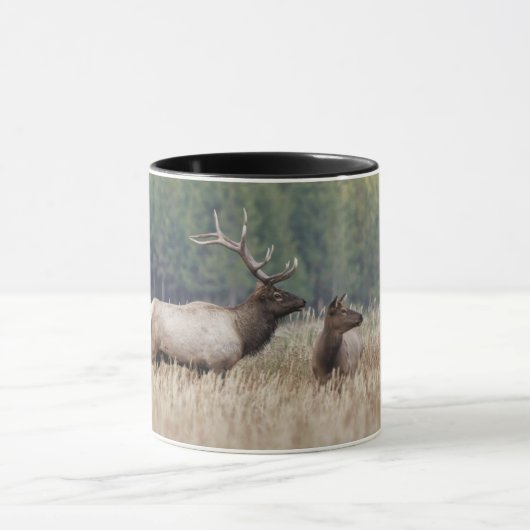 Mug Bull Elk dans le pré | Parc national de Yellowston (Centre)