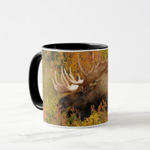 Mug Bull Moose   Parc national de Denali, Alaska