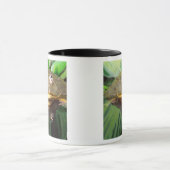 Mug Bullfrog, Pyxicephalus 2 (Centre)