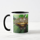 Mug Bullfrog, Pyxicephalus 2 (Gauche)