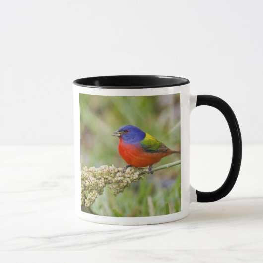 Mug Bunting peint (ciris passeriens) alimentation mâle (Droite)