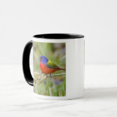 Mug Bunting peint (ciris passeriens) alimentation mâle (Devant gauche)