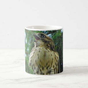 Mug Buse à queue rousse
