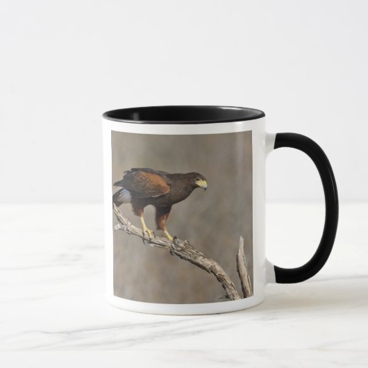 Mug Buse de Harris rapace perché (Droite)