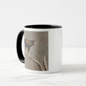 Mug Buse de Harris rapace perché (Devant gauche)