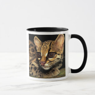 Mug CA, Panama central, Parc national Soberania, Marga