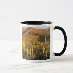 Mug Cactus du Saguaro près du parc national du Saguar