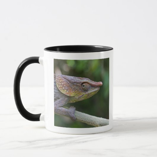 Mug Caméléon d'éléphant, Madagascar (Gauche)