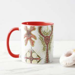 Mug Camomille sauvage par Ernst Haeckel, Nature vintag