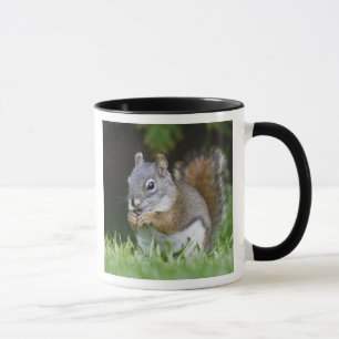 Mug Canada, Colombie-Britannique, Pin Écureuil roux