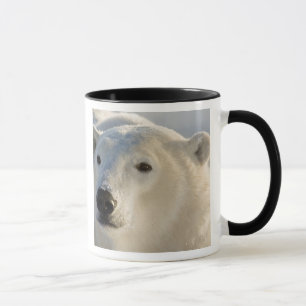Mug Canada, Manitoba, baie d'Hudson   Ours polaire