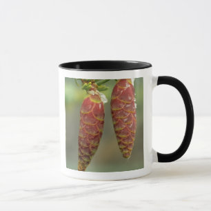 Mug Canada, Yukon, cônes d'épinette noire