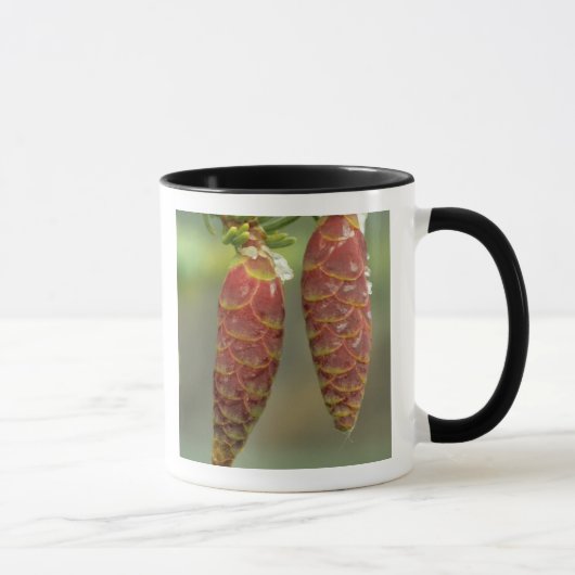 Mug Canada, Yukon, cônes d'épinette noire (Droite)