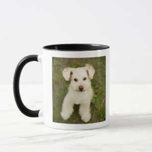 Mug Caniche (blanc)