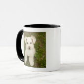 Mug Caniche (blanc) (Devant gauche)