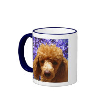 Caniche mignon