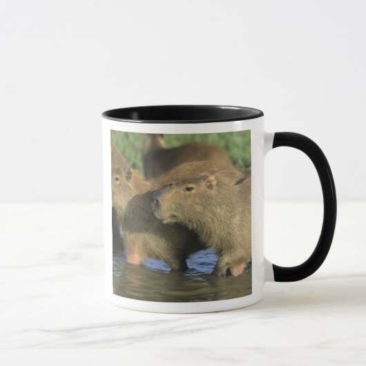 Mug Capybara, Hydrochaeris hydrochaeris), monde (Droite)