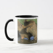 Mug Capybara, Hydrochaeris hydrochaeris), monde (Gauche)