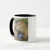 Mug Capybara, Hydrochaeris hydrochaeris), monde (Devant gauche)
