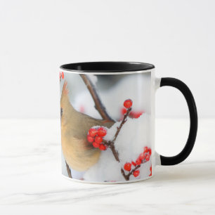 Mug Cardinal du Nord femelle sur Houx verticillé