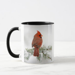 Mug Cardinal du Nord mâle sur Cèdre de l'Atlas bleu