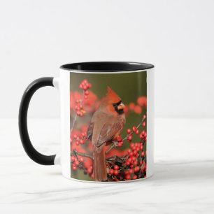 Mug Cardinal du Nord sur le canneberge commun