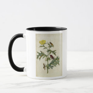 Mug Cardos Spinosus : Scarabées et chenilles, plat 6