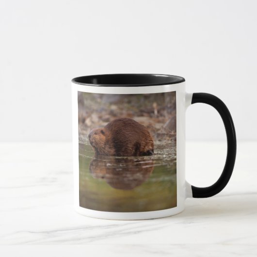 Mug castor, Castor canadensis, va nager (Droite)