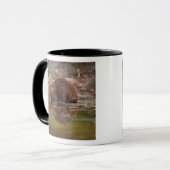 Mug castor, Castor canadensis, va nager (Devant gauche)