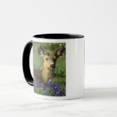 Mug Cerf à queue noire, Odocoileus hemionus (Devant gauche)