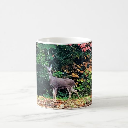Mug Cerf dans la forêt, Oregon (Centre)
