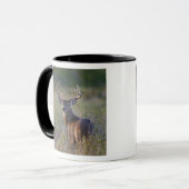 Mug cerf de Virginie Odocoileus virginianus (Devant gauche)
