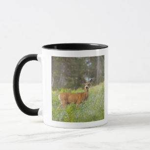 Mug Cerfs communs de mule (hemionus d'Odocoileus) dans