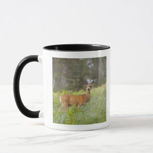 Mug Cerfs communs de mule (hemionus d'Odocoileus) dans (Gauche)