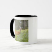 Mug Cerfs communs de mule (hemionus d'Odocoileus) dans (Devant gauche)