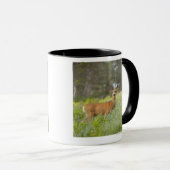 Mug Cerfs communs de mule (hemionus d'Odocoileus) dans (Devant droit)