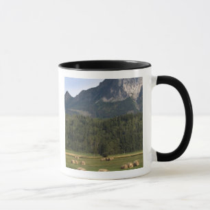 Mug Champs avec du foin mis en balles, Alberta, Canada