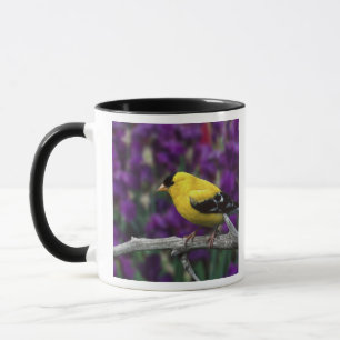 Mug Chardonneret mâle, en plumage d'été,
