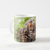 Mug Chat 004 du Bengale (Devant gauche)