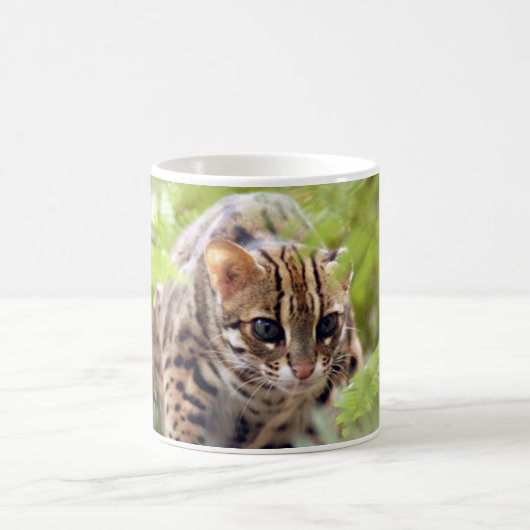 Mug Chat 004 du Bengale (Centre)